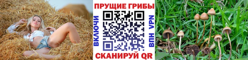 наркотики  Котельники  Псилоцибиновые грибы мицелий 